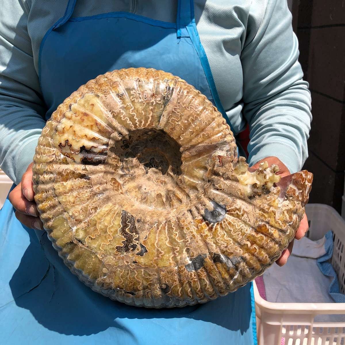 18.74LB Natural Beautiful Ammonite Fossil Conch Crystal Specimen Healing 5400