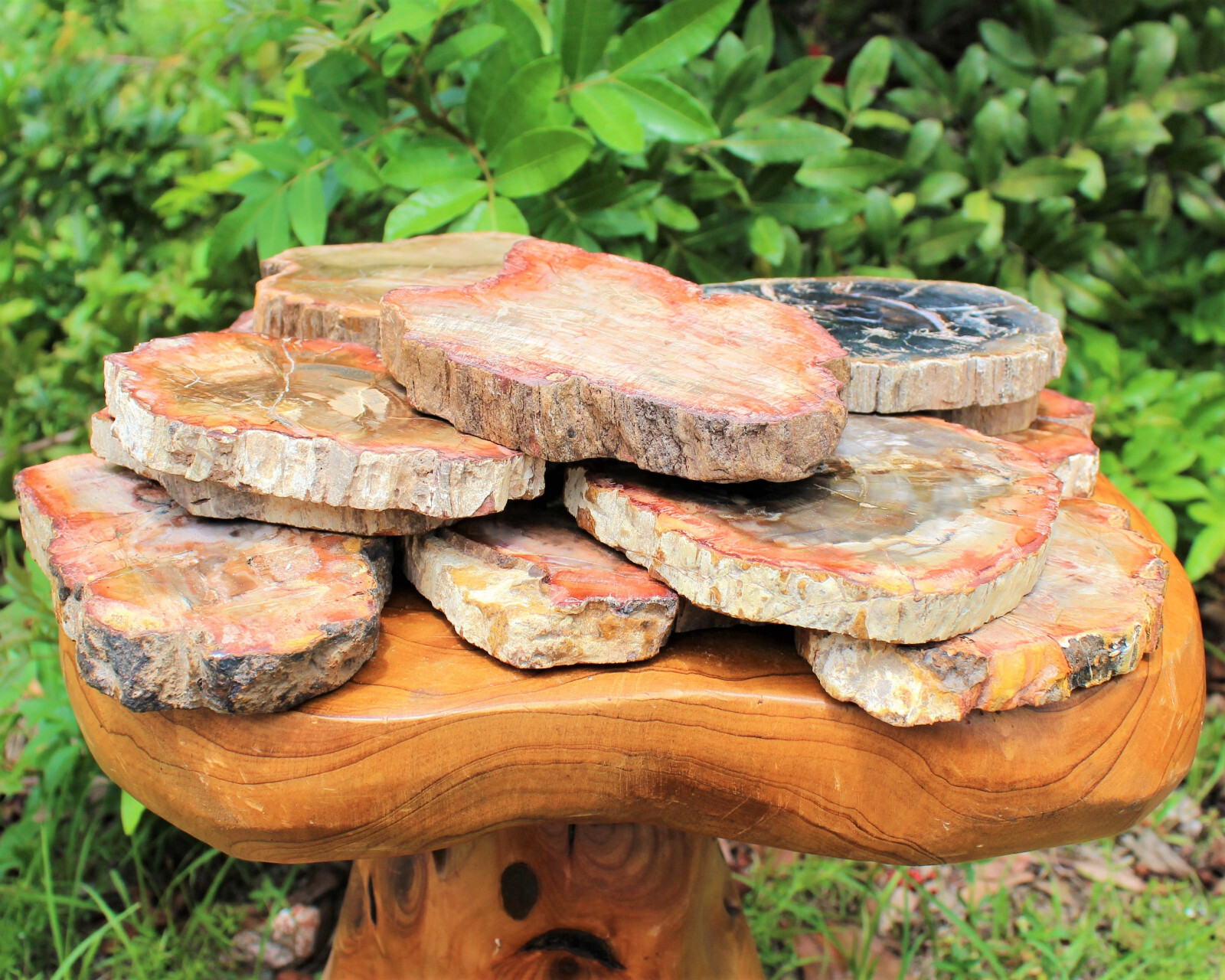 LARGE Petrified Wood Slabs 3.5 – 6″ (Fossilized Wood, Polished Petrified Wood)