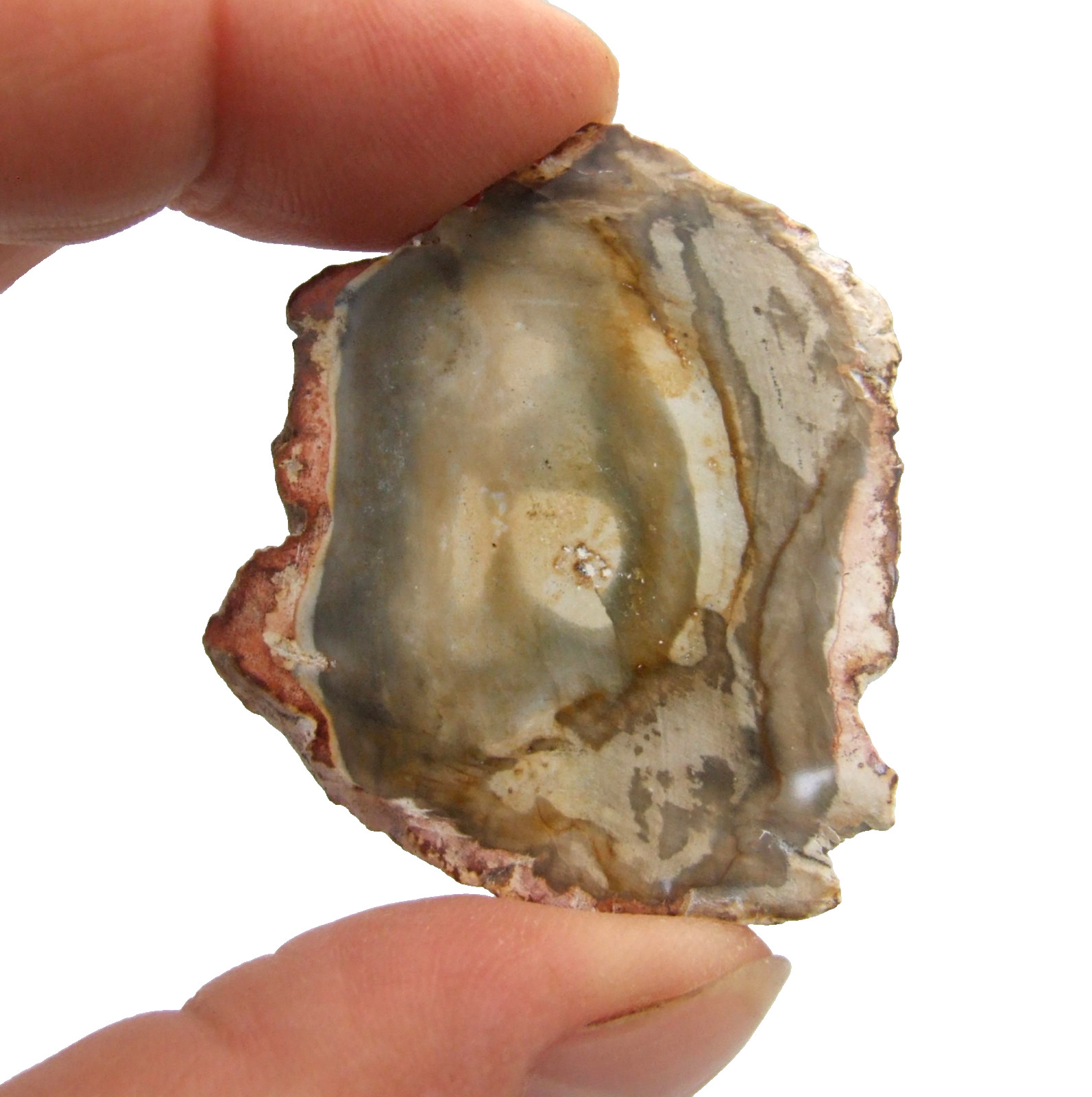 Fossil Petrified Wood Slice Madagascar Polished 4cm x 3.5cm 12g