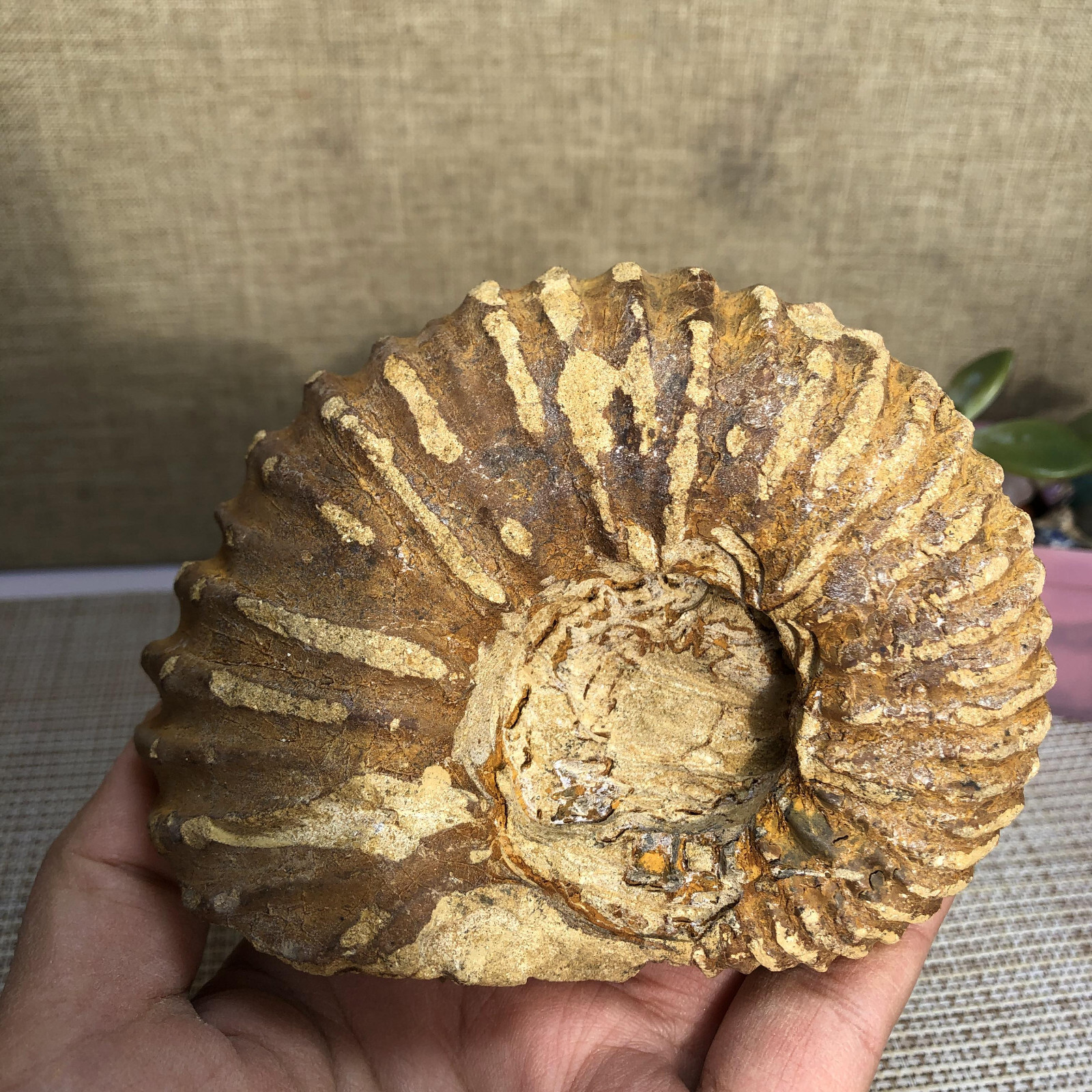 110mm Rare natural yellow conch Ammonite original rough Specimen 507g g4905