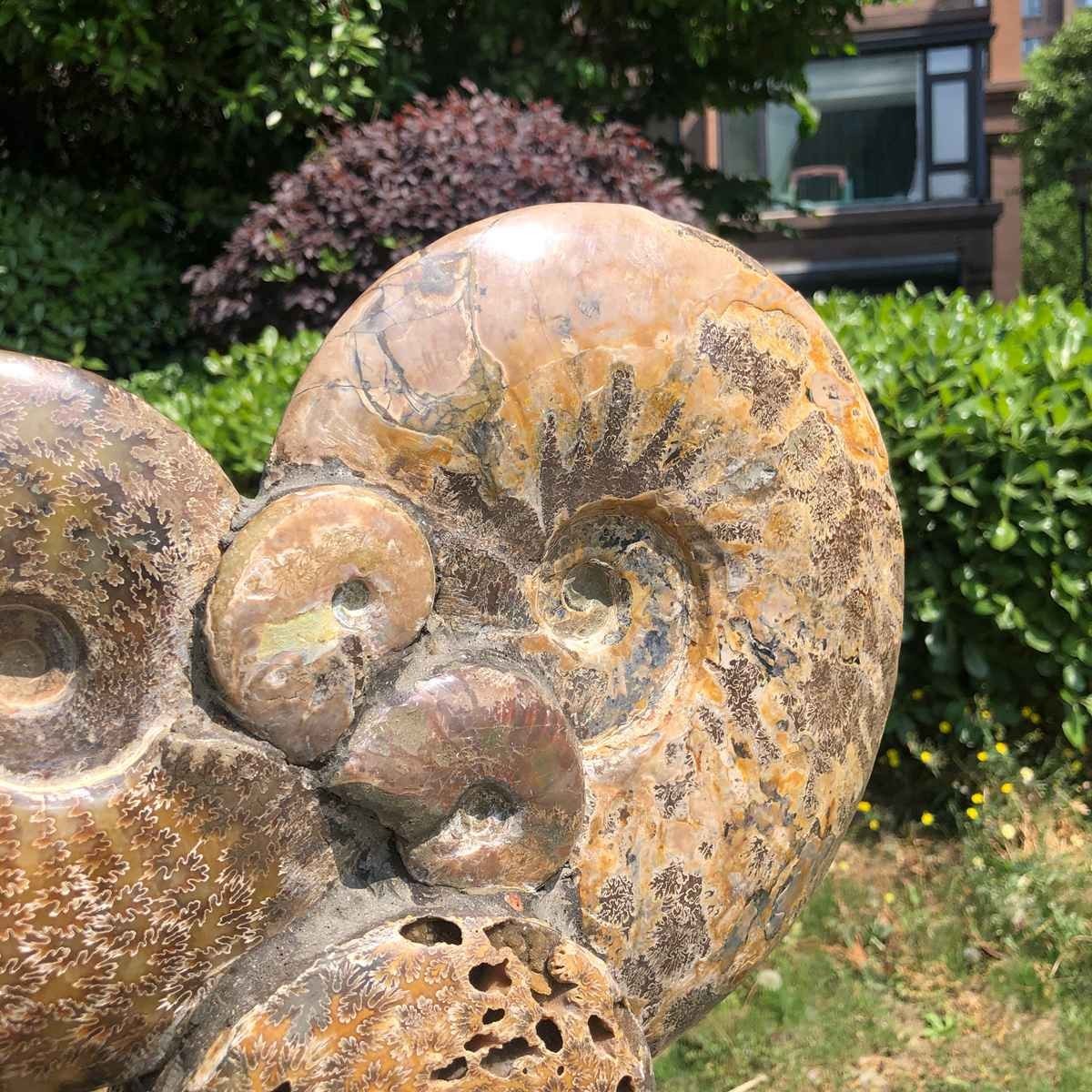 17.46LB Rarem Natural Tentacle Ammonite Fossil Specimen Shell Healing Madagas