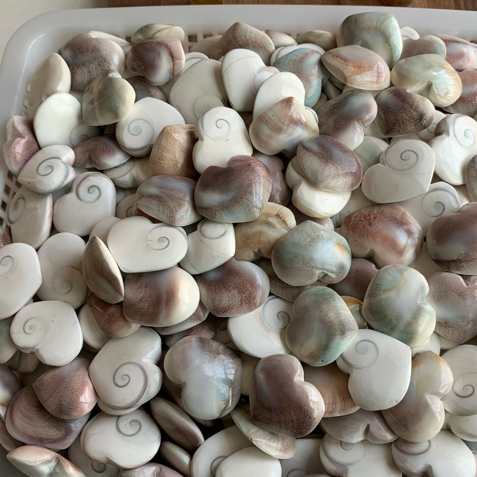 1LB Random Natural shell fossil crystal heart craft conch healing