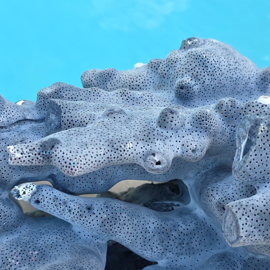 10 lb Nat Blue Coral Reef Cluster Marine Mineral Crystal Specimen Aquarium 14″
