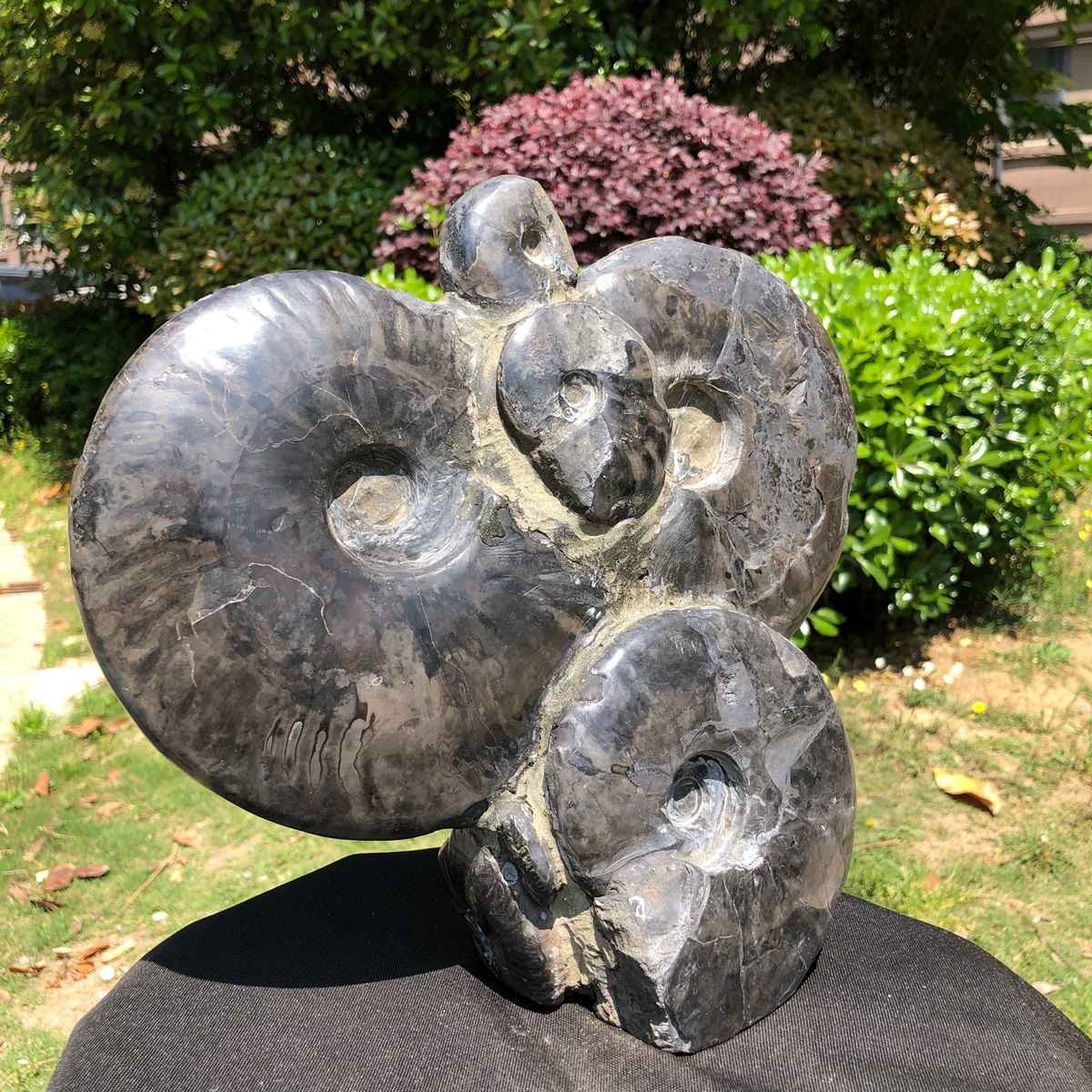 10.6LB Natural Beautiful Ammonite Fossil Conch Crystal Specimen Healing 5102