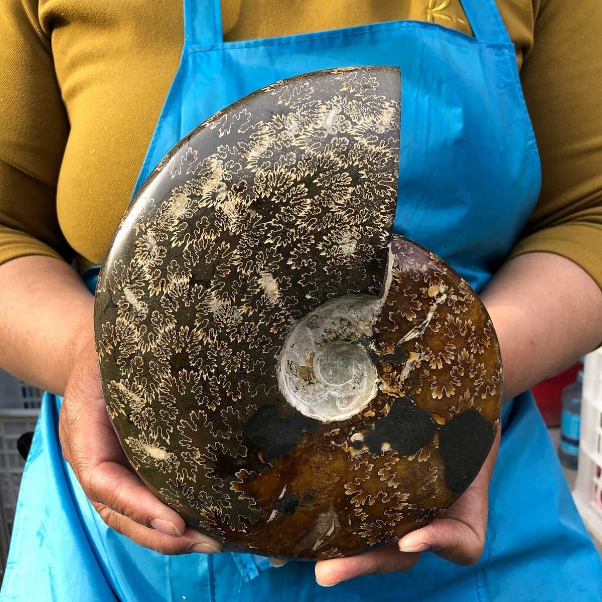 3.41LB Rare! Natural Tentacle Ammonite Fossil Specimen Shell Healing Madagascar