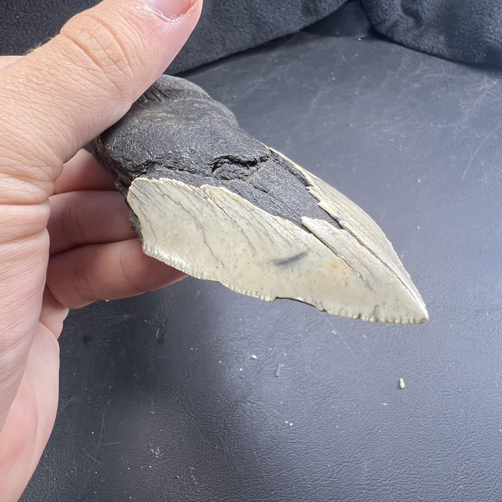 Megalodon Shark Tooth Fossil  North Carolina Coast Megaladon Megladon Meglodon