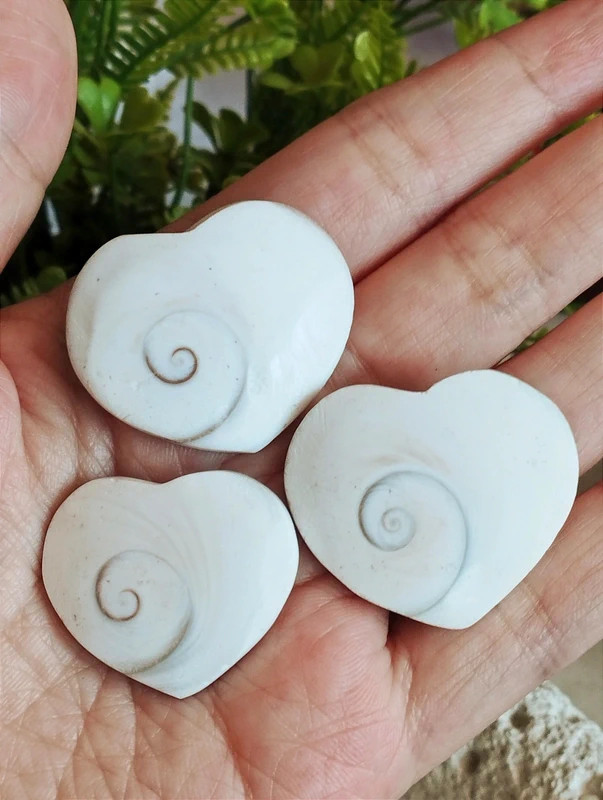 Natural Shiva Eye Shell Hearts | Venus Eye | Spiral | Spiritual Decor