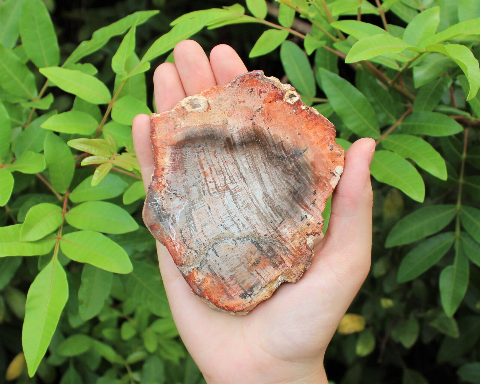 LARGE Petrified Wood Slabs 3.5 – 6″ (Fossilized Wood, Polished Petrified Wood)