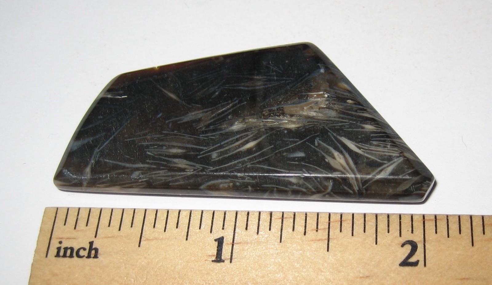 2.1″ x 1″ TUMBLED POLISHED CABOCHON STYLE CUT FOSSIL FORAMINIFERA STONE 12.7g *6