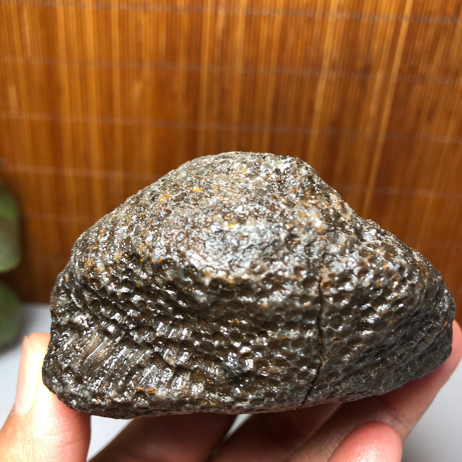 73mm Rare Rugose Coral Slab original Actinocyathus Morocco 291g AA9419