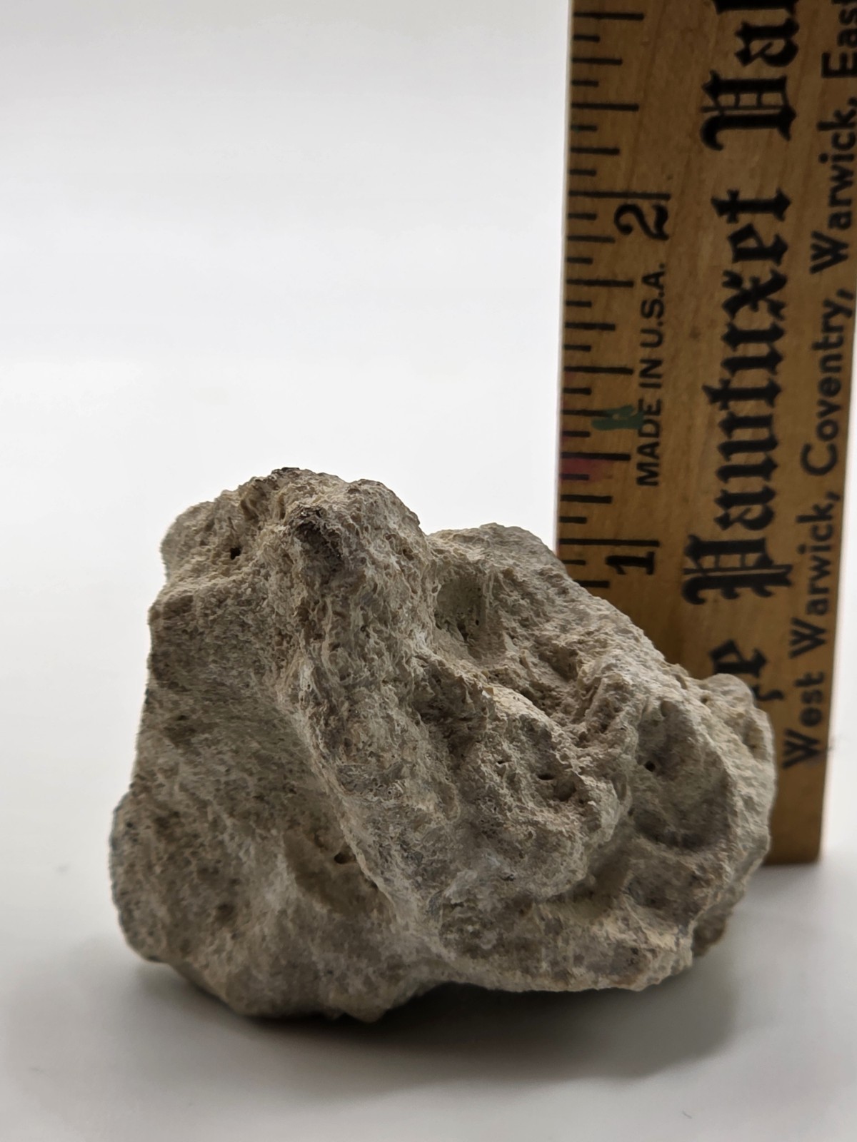 Rocks And Minerals: Shell Fossil 56 Grams