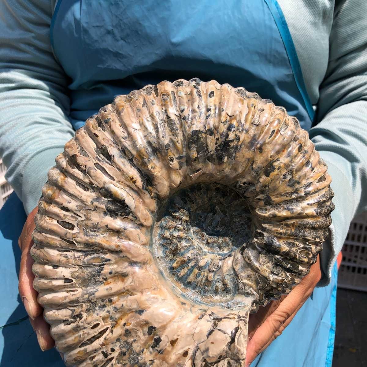 10.86LB Natural Beautiful Ammonite Fossil Conch Crystal Specimen Healing 5378