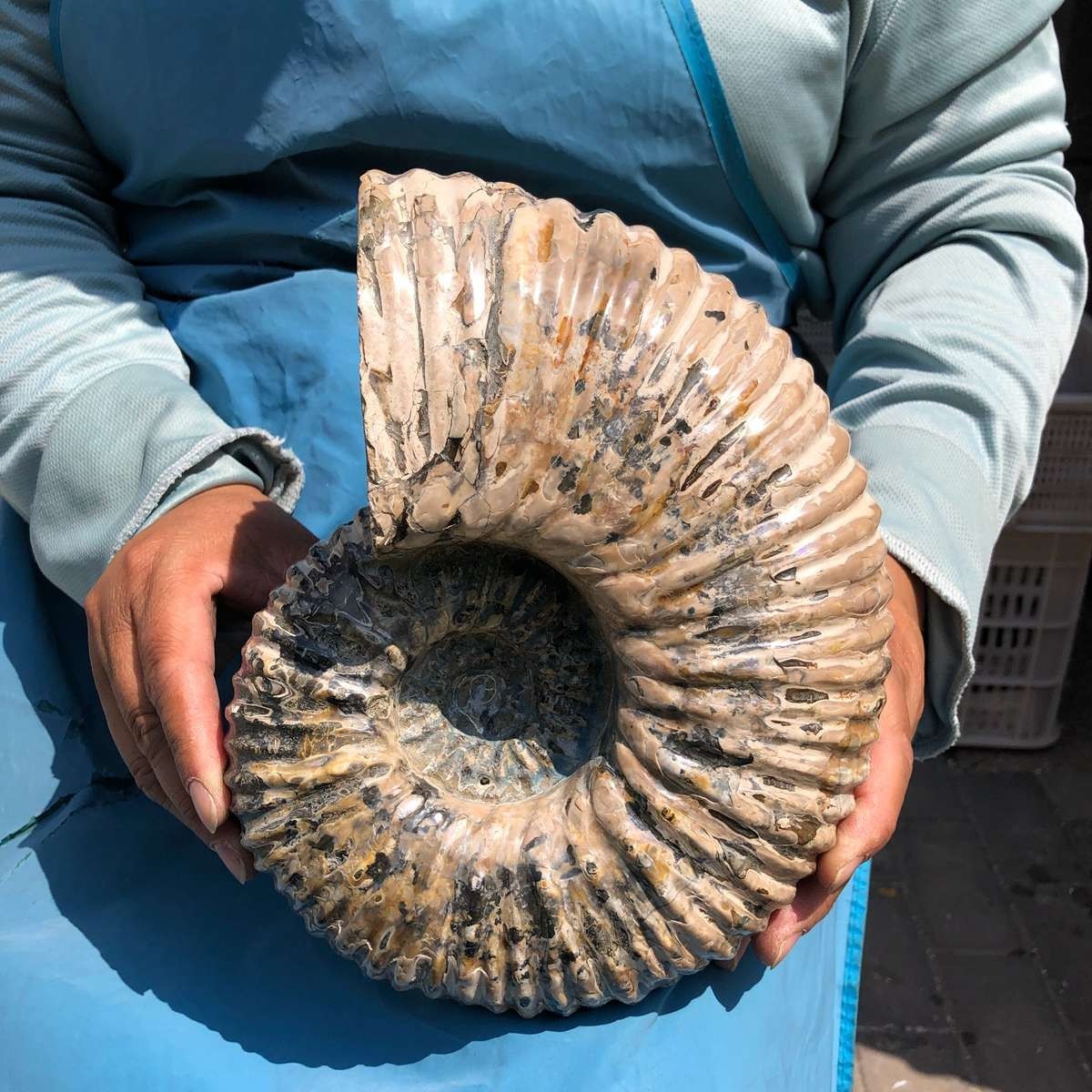 10.86LB Natural Beautiful Ammonite Fossil Conch Crystal Specimen Healing 5378