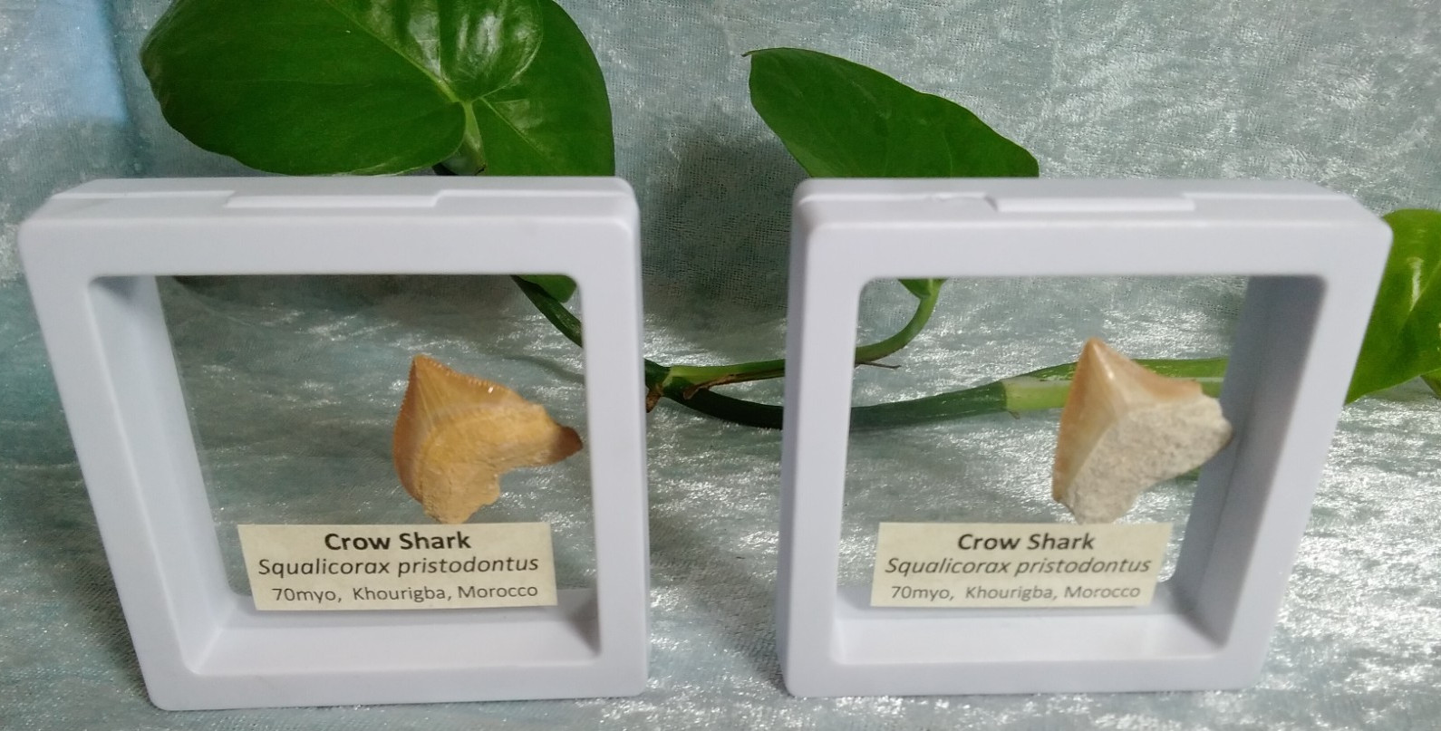Squalicorax “Crow Shark Tooth” 70 MYO, Morroco ~ Display 7cm (B white)