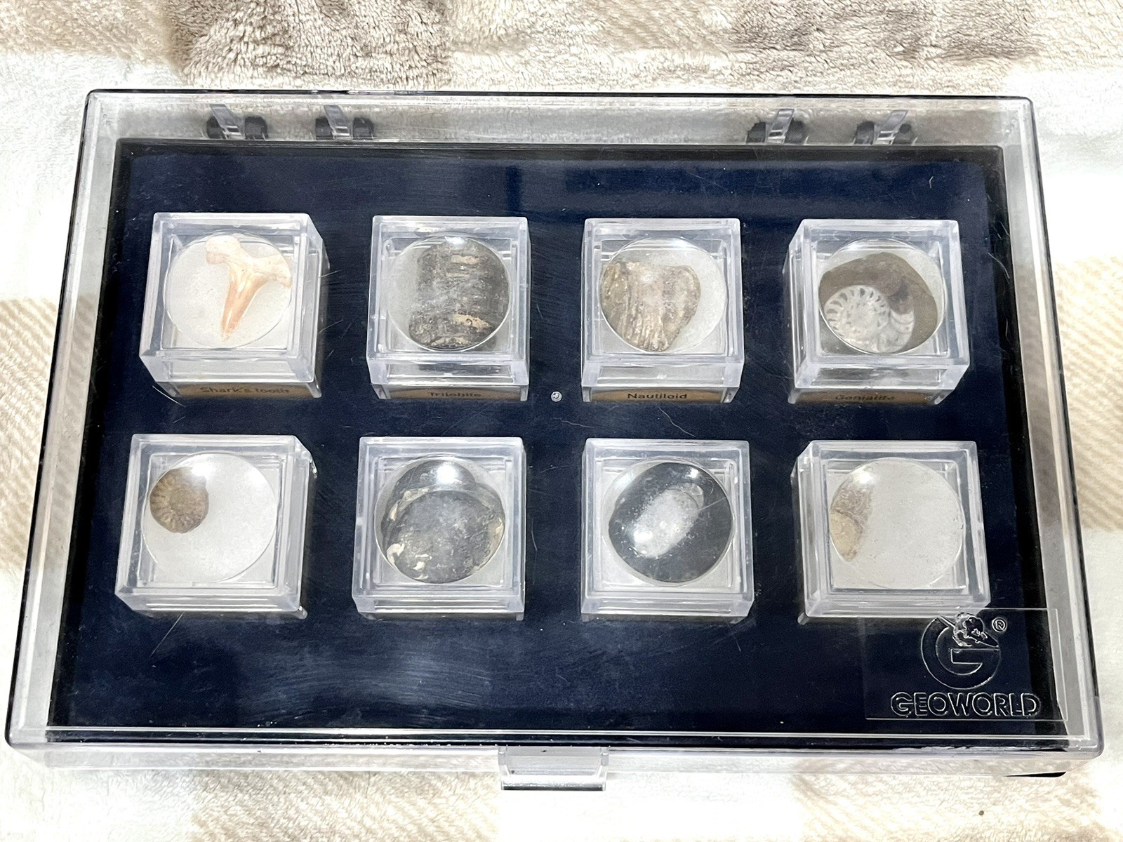 8 Fossils Discovery Channel Geoworld Stone Secrets Fossil Pit Sharks Tooth