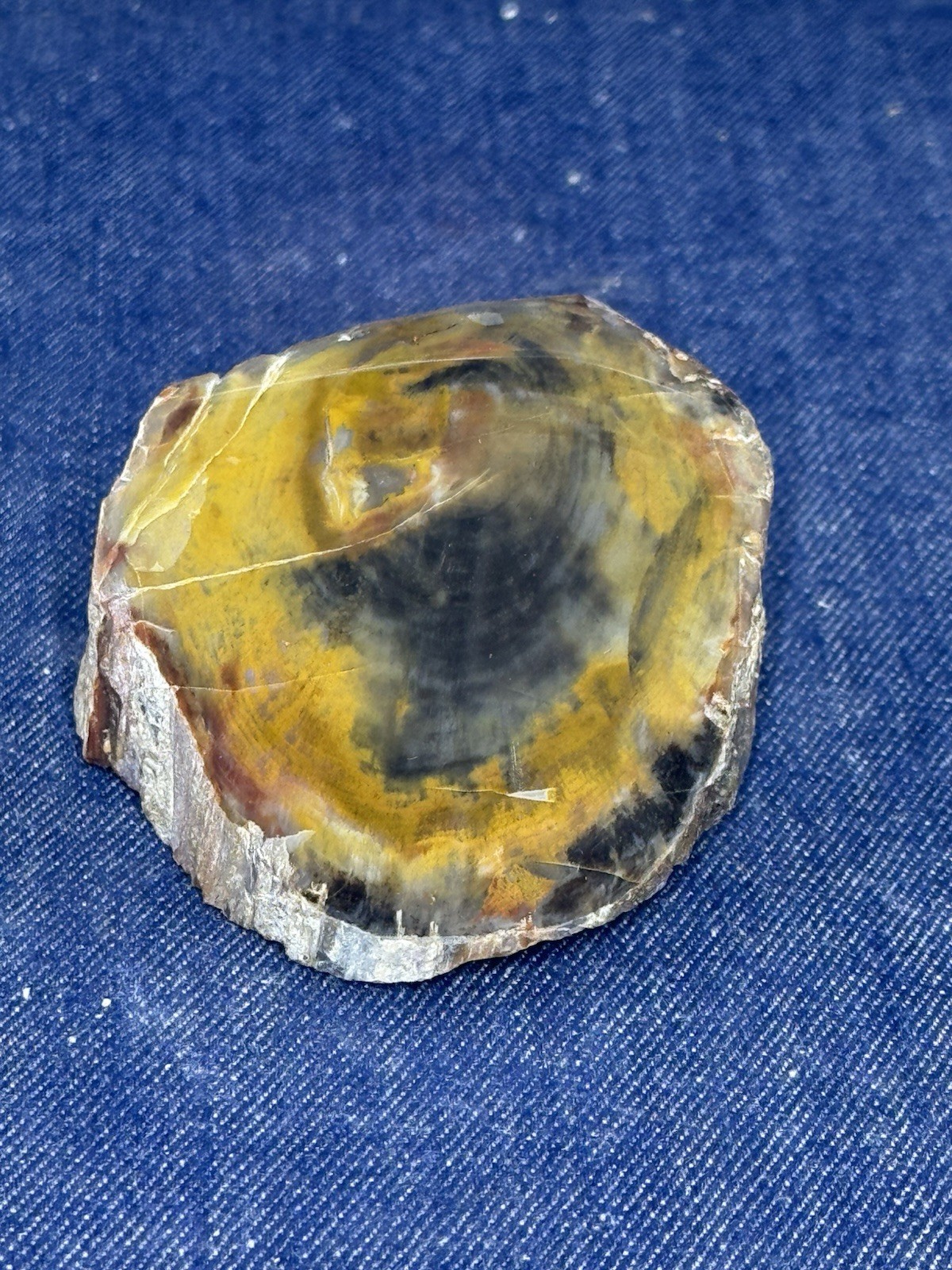 Petrified Wood Henry Mountain( Utah) Polished Top