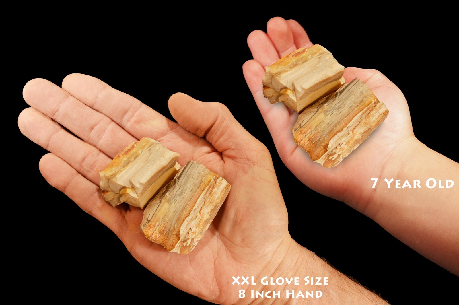 PETRIFIED WOOD 2″ 2 Pieces Madagascar Raw Rock Mineral Specimen Chakra Healing