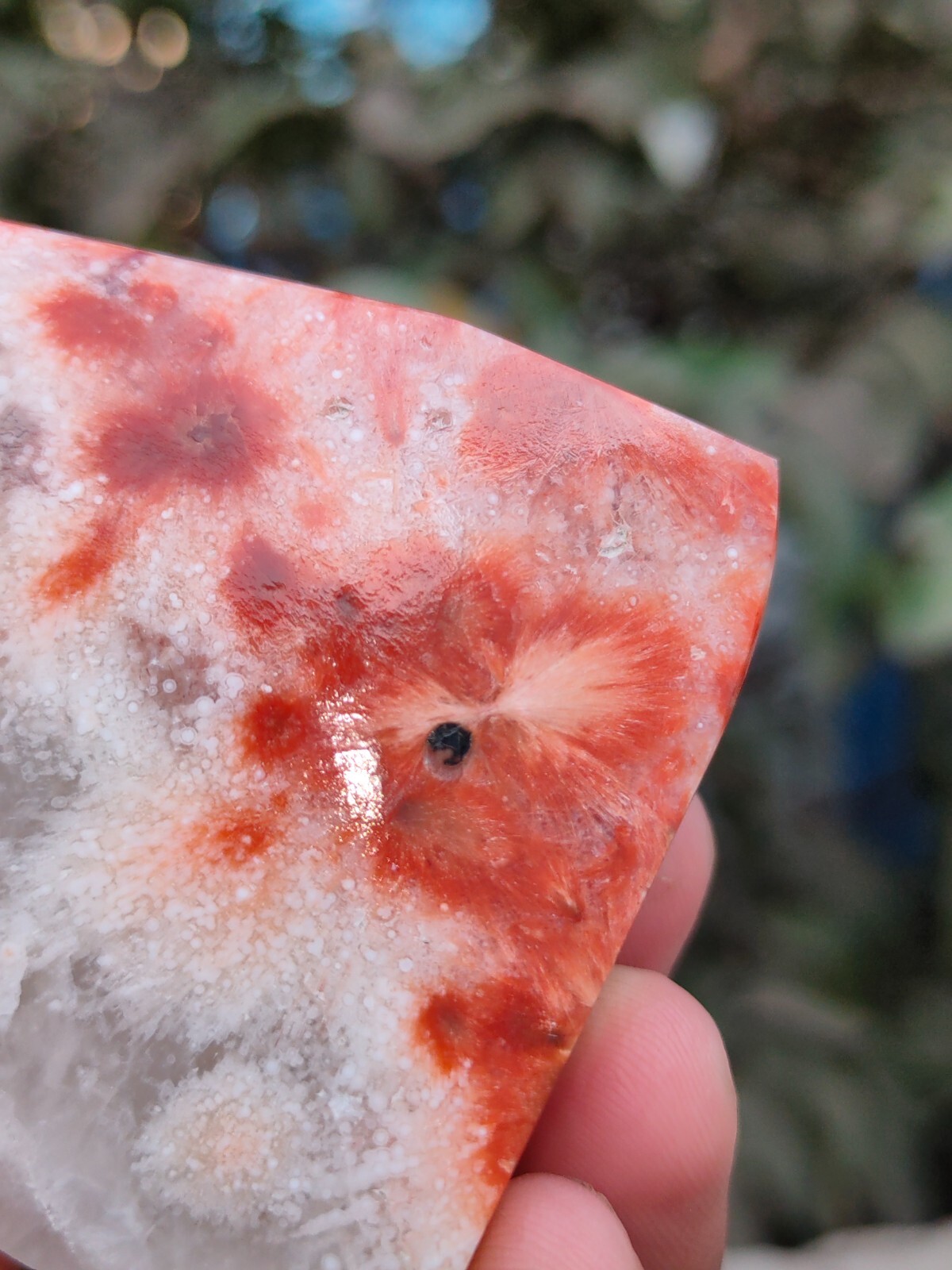 Sun Flower in Quartz. Polished Red Scolecite in Quartz garden decoration Mineral