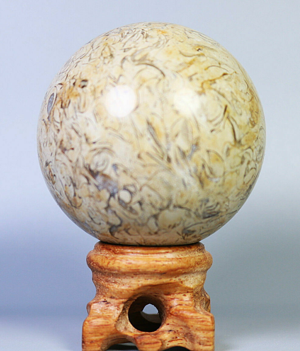 Natural Shell Fossil Quartz Crystal Sphere Ball Stone Healing Mineral Specimen