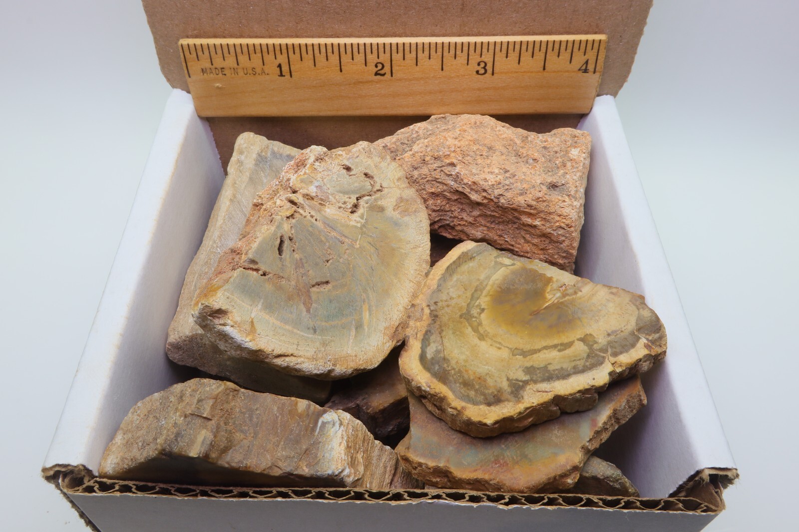 Petrified Wood 1 Lb Rough Natural Stones Bulk Wholesale Raw Mineral Specimens