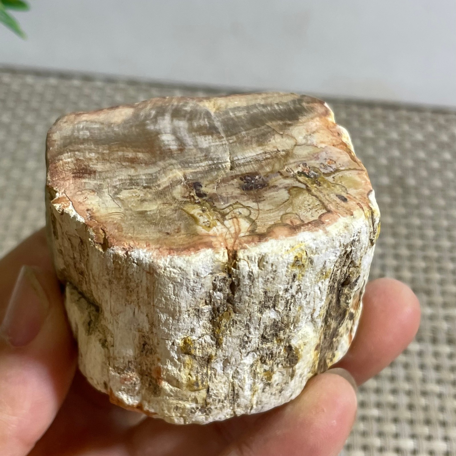 Natural Polished Petrified Wood Crystal Slice Madagascar 157g