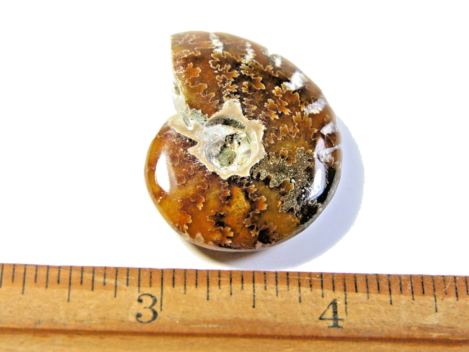 Ammonite fossil polished 1 1/2″ + showing suture &fire Madagascar ms41