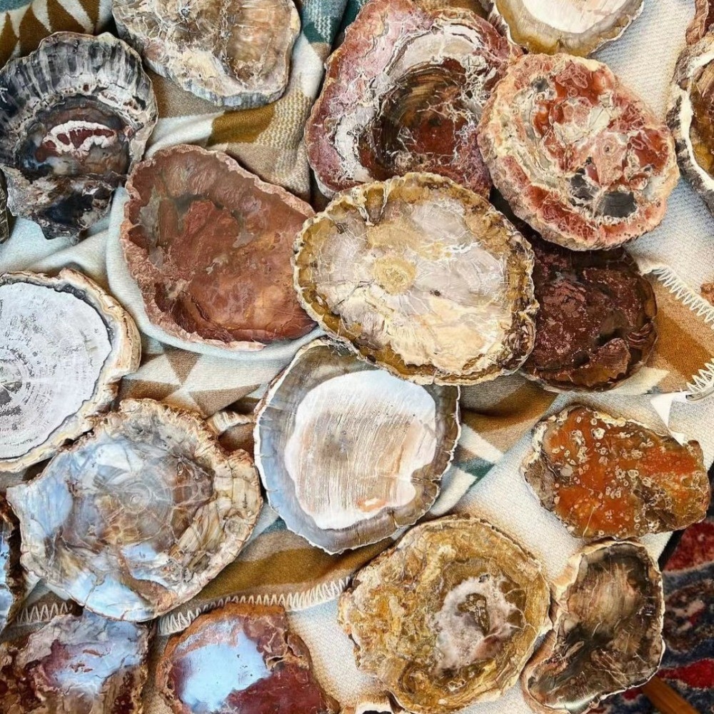 wholesale Natural Irregular Petrified Wood Slice Fossil Tabler Decor Specimen