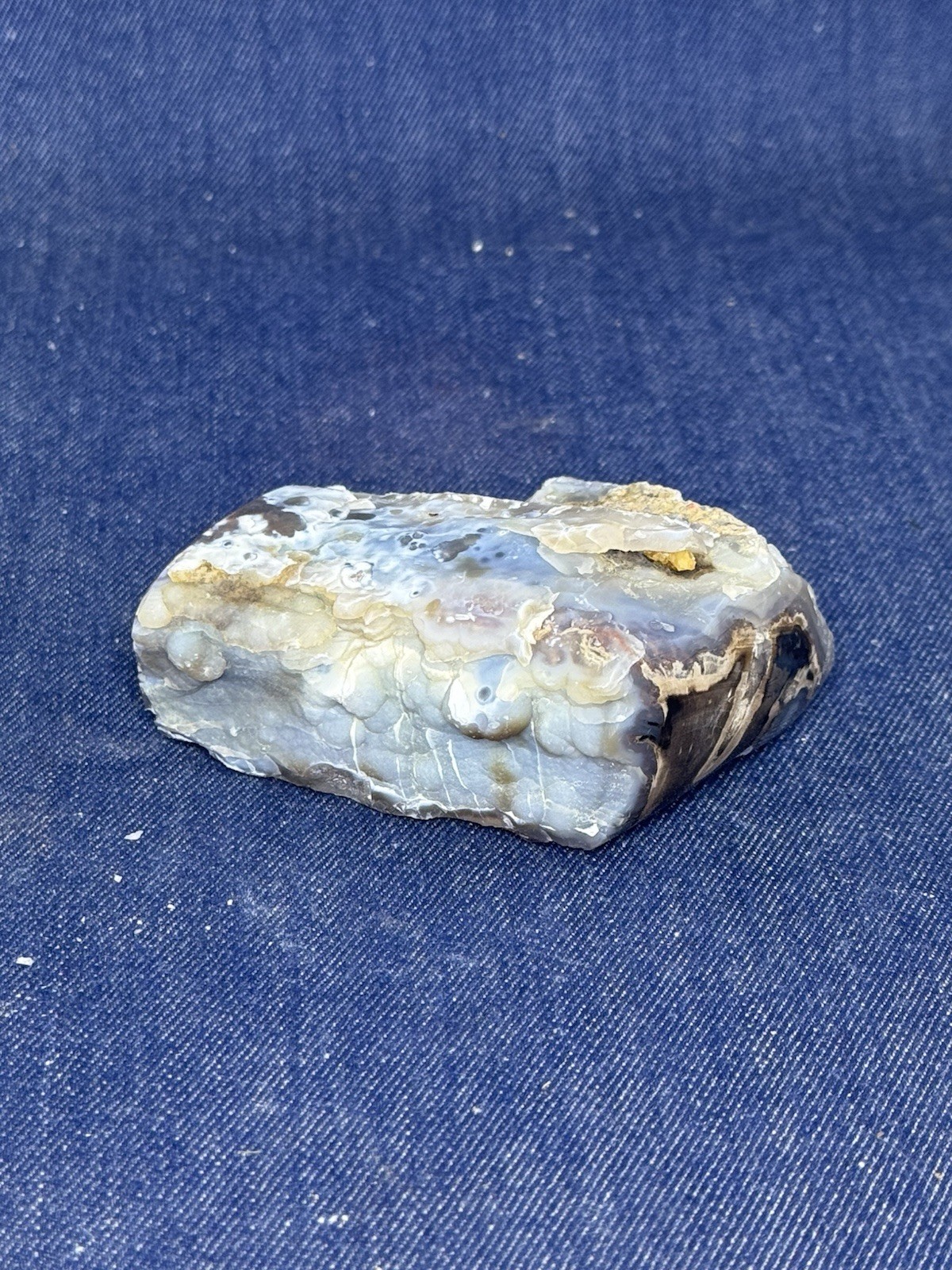 Blue Forest Petrified Wood Display Piece ( Wyoming)