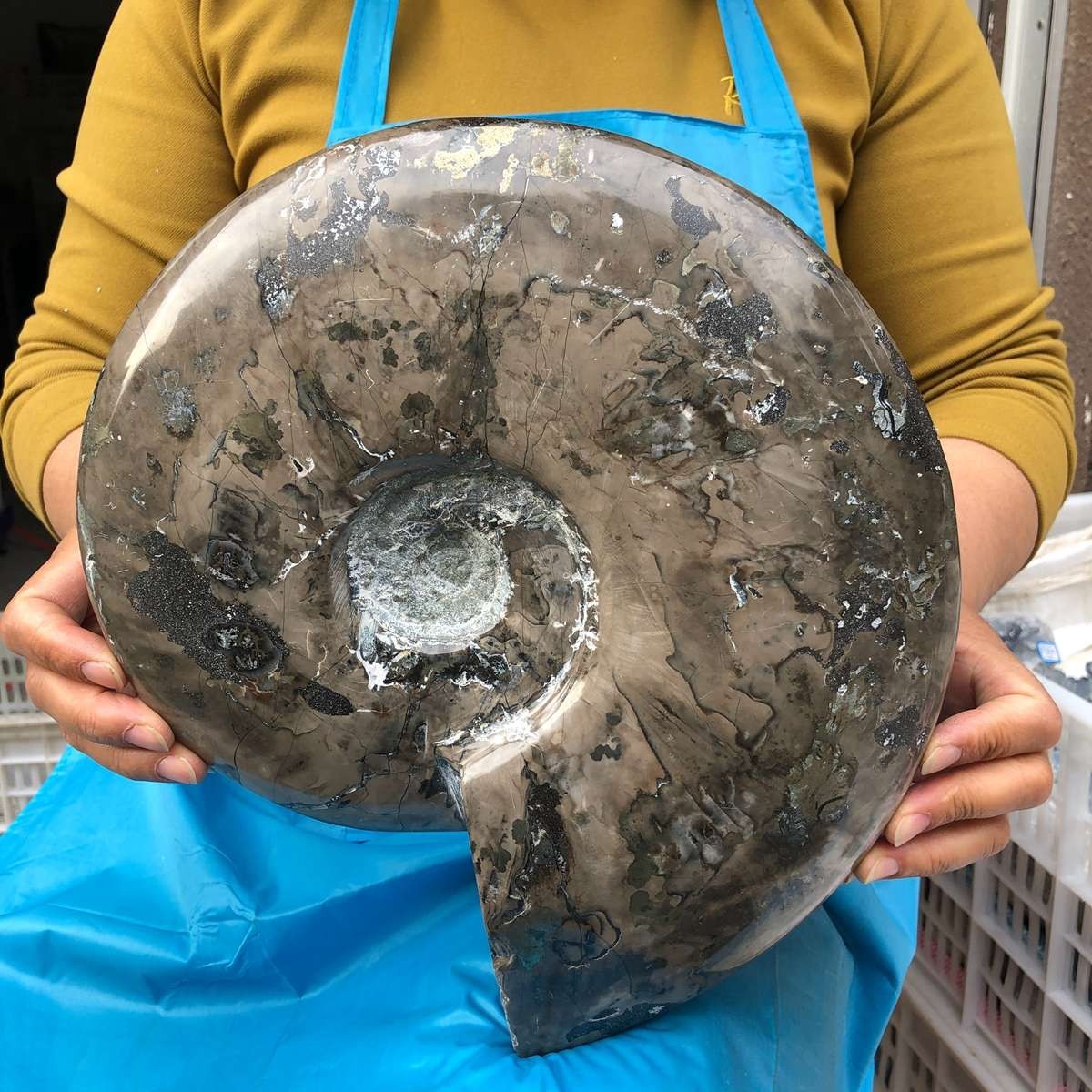 10.75LB Natural Beautiful Ammonite Fossil Conch Crystal Specimen Healing 4593