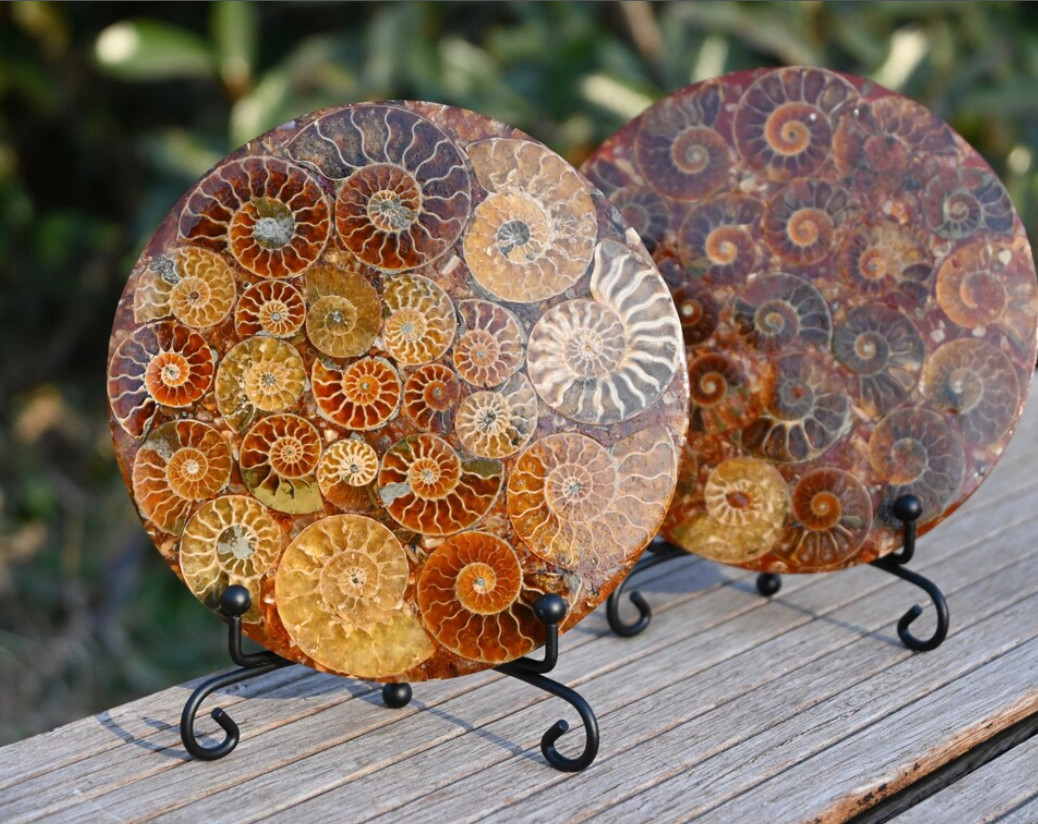 Natural Ammonite Fossil shell Plate specimen Reiki healing + Free Stand 1x