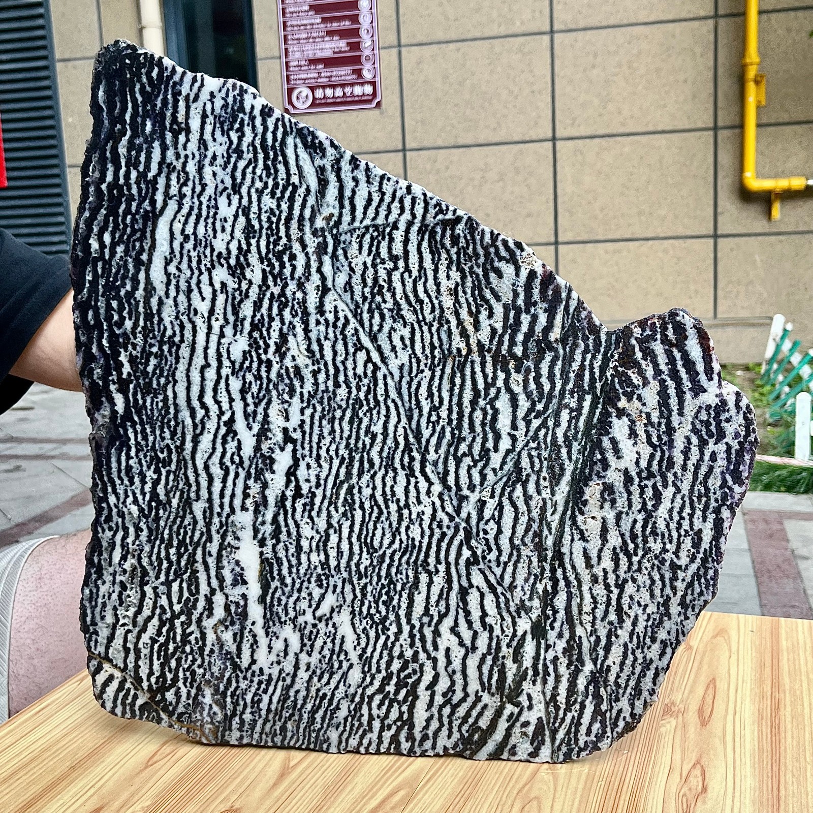 Zebra Stone Polished Slice Black White Stripe Mineral Specimen Display 9.9 lb