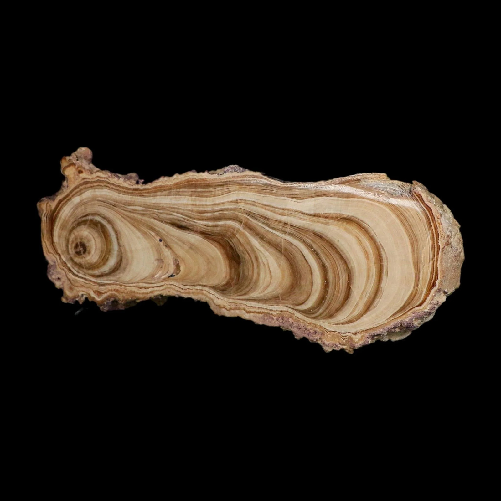 6.1″ Aragonite Stalactite Slice Cave Calcite Crystal Mineral Specimen Morocco