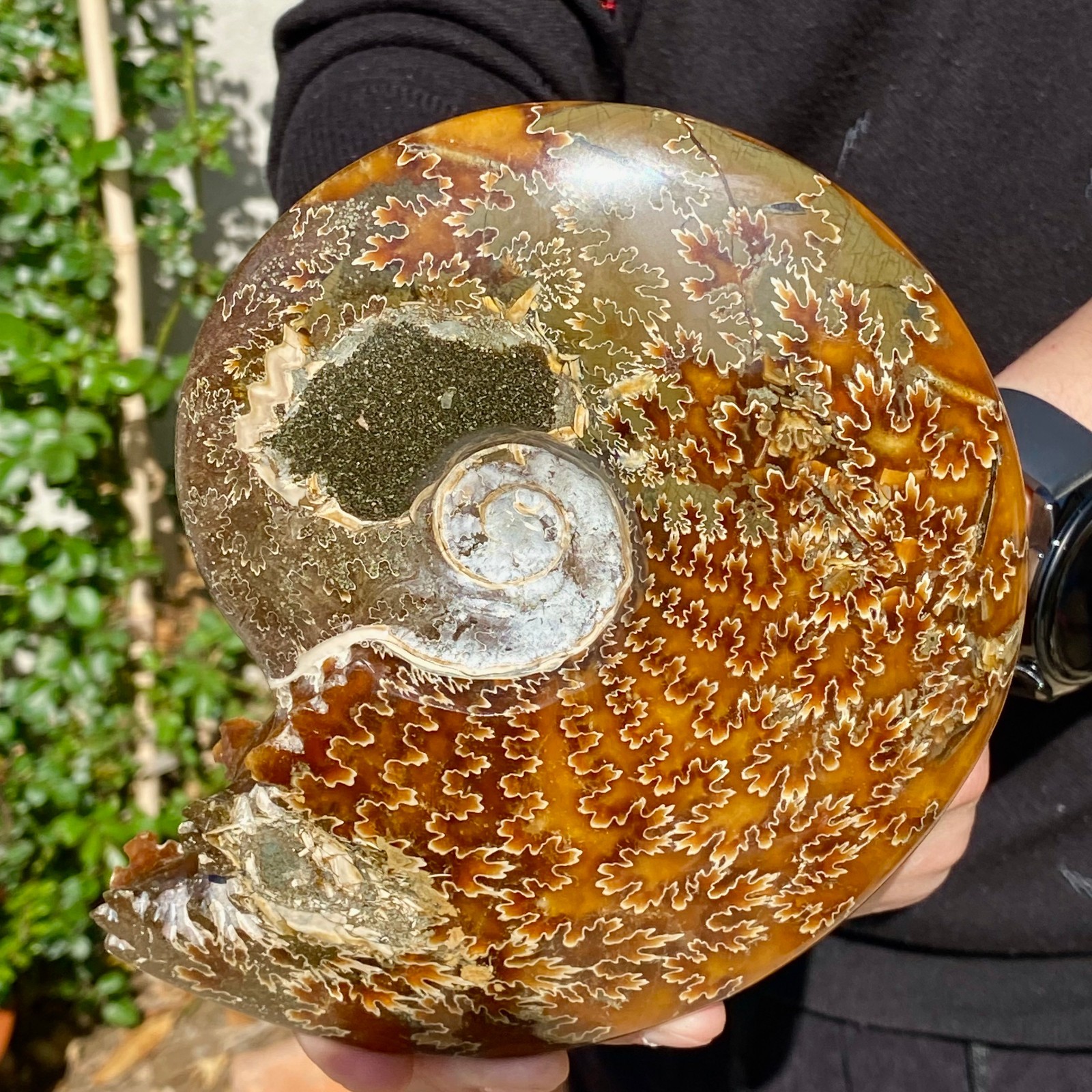 2.51LB Rare natural Natural conch fossil specimens of Madagascar
