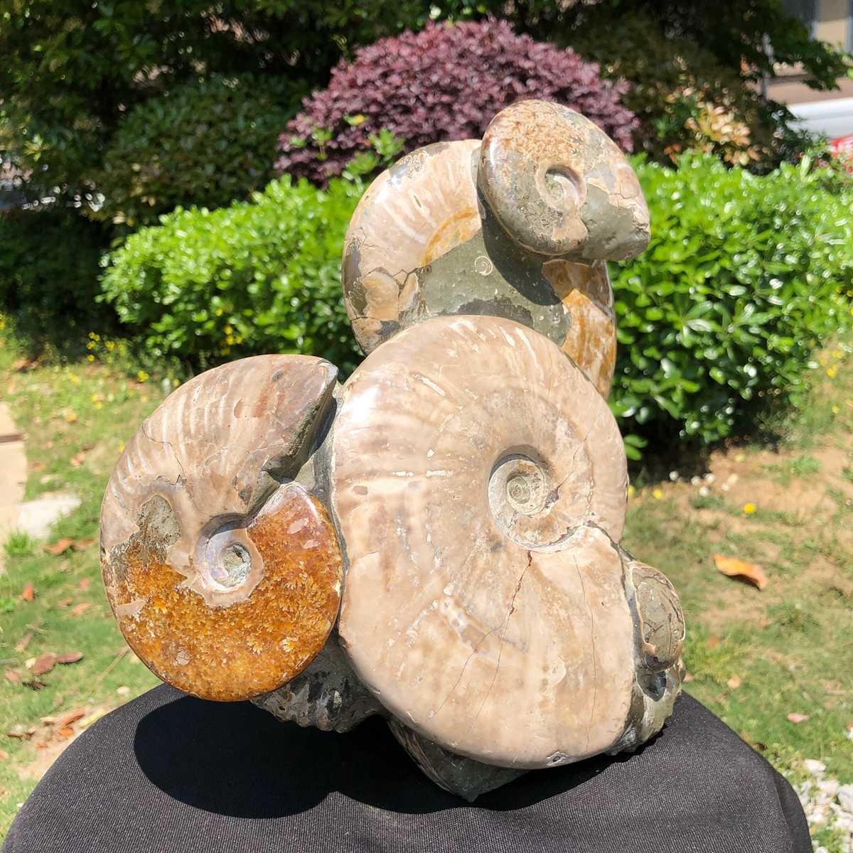 14.71LB Rarem Natural Tentacle Ammonite Fossil Specimen Shell Healing Madagas