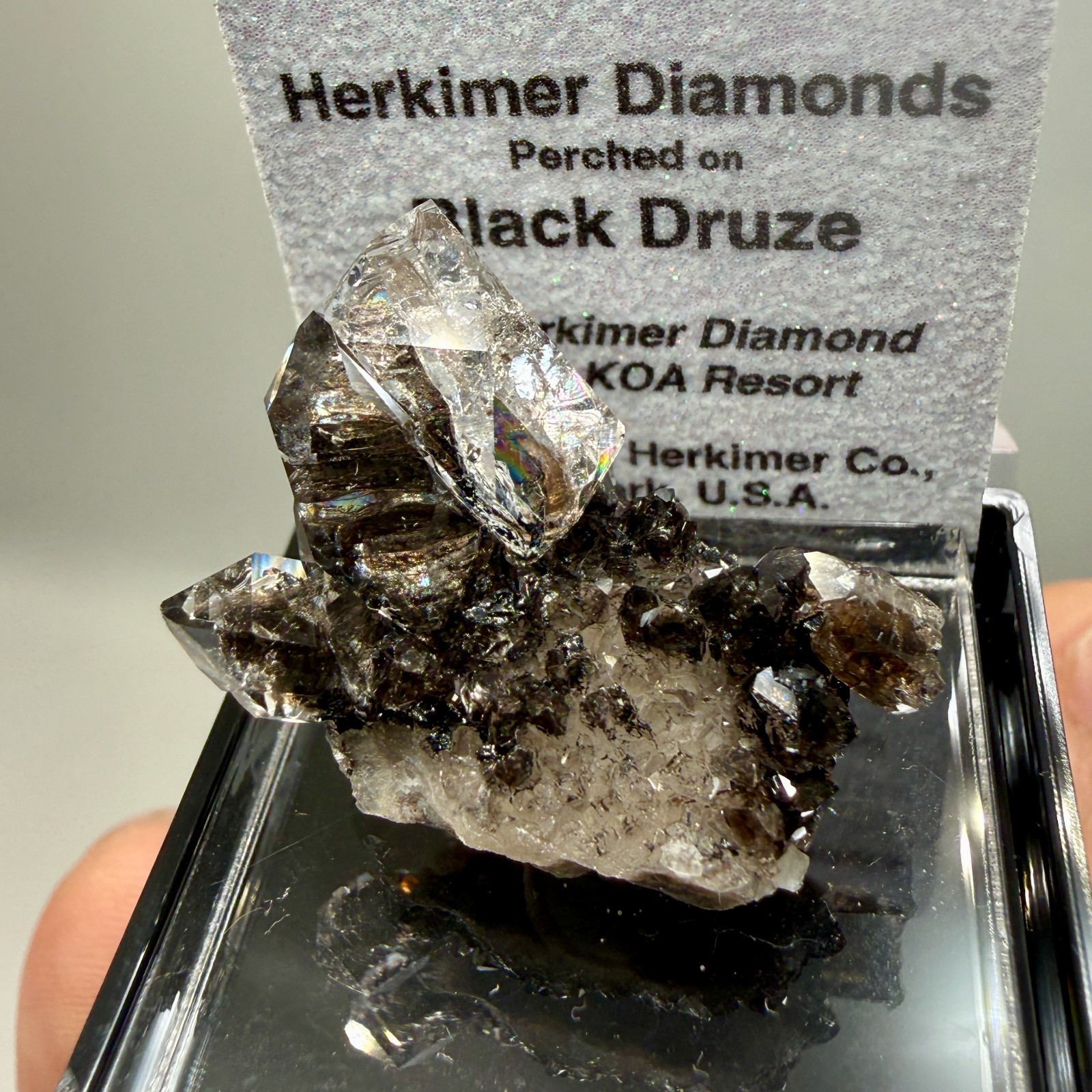 Herkimer Diamond Perchers on Rare Black+Gray Druze, Gem Points w/ Phantoms