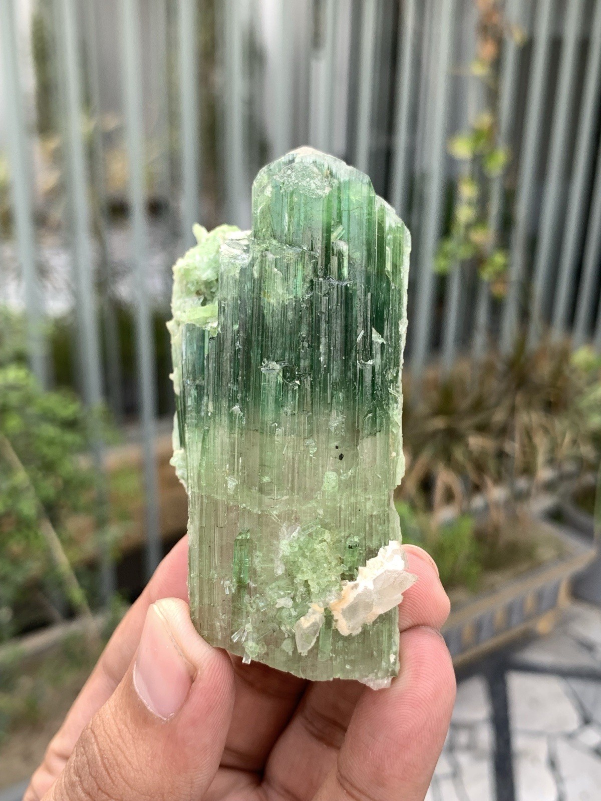 135 Gram Natural Complete Terminations Watermelon Tourmaline Crystal From Afgan