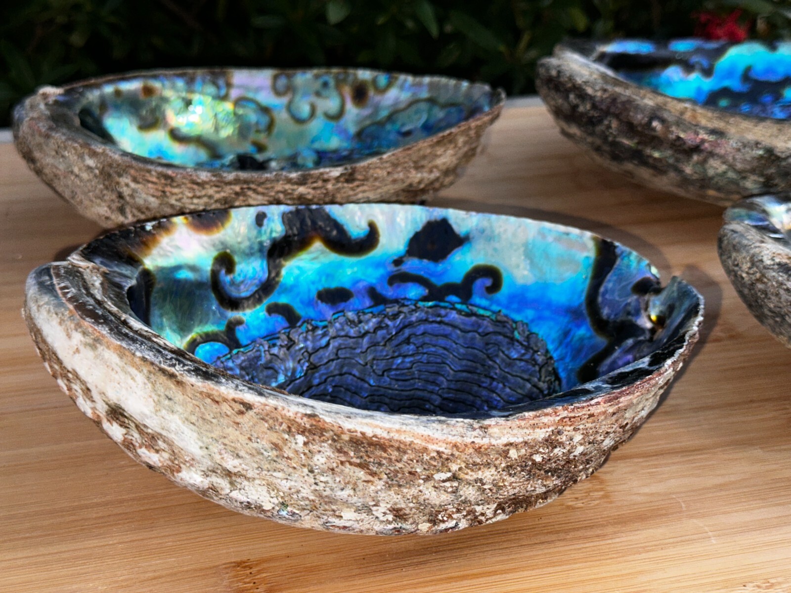 Jumbo Abalone Shell 7-8″, Huge Seashell Incense Burner, Smudge Bowl, Bulk Lot