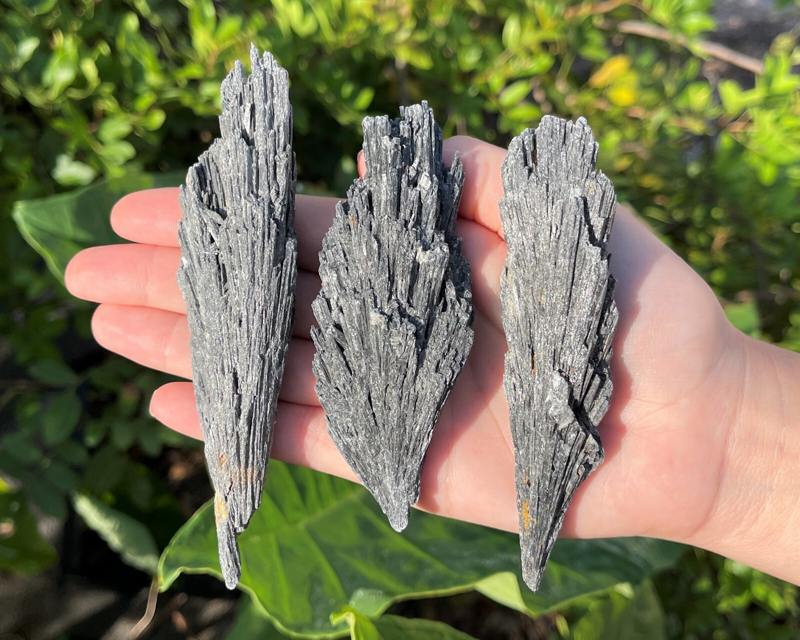 Black Kyanite Blades: Premium Quality Chunky Natural Rough Kyanite Flat Box
