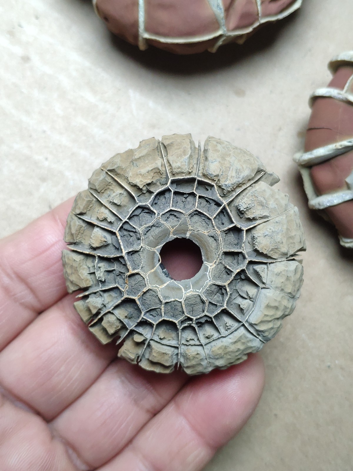 44g rare Natural tortoise back pattern stone Moire stone Specimen