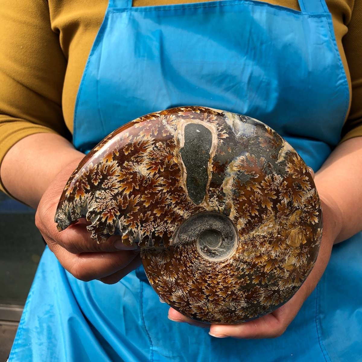 2pcs 3.47LB Natural Beautiful Ammonite Fossil Conch Crystal Specimen Healing