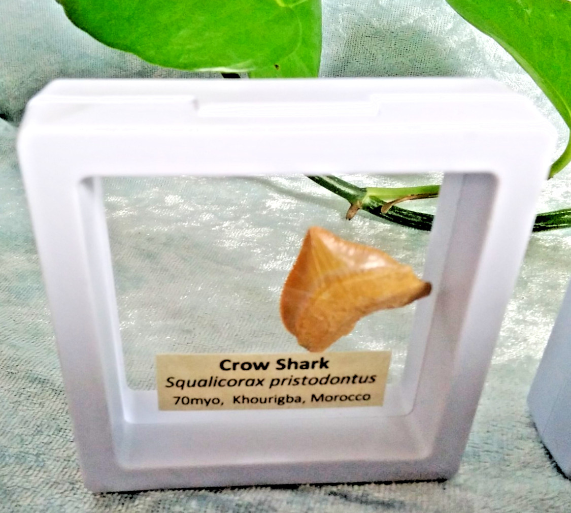 Squalicorax “Crow Shark Tooth” 70 MYO, Morroco ~ Display 7cm (A white)