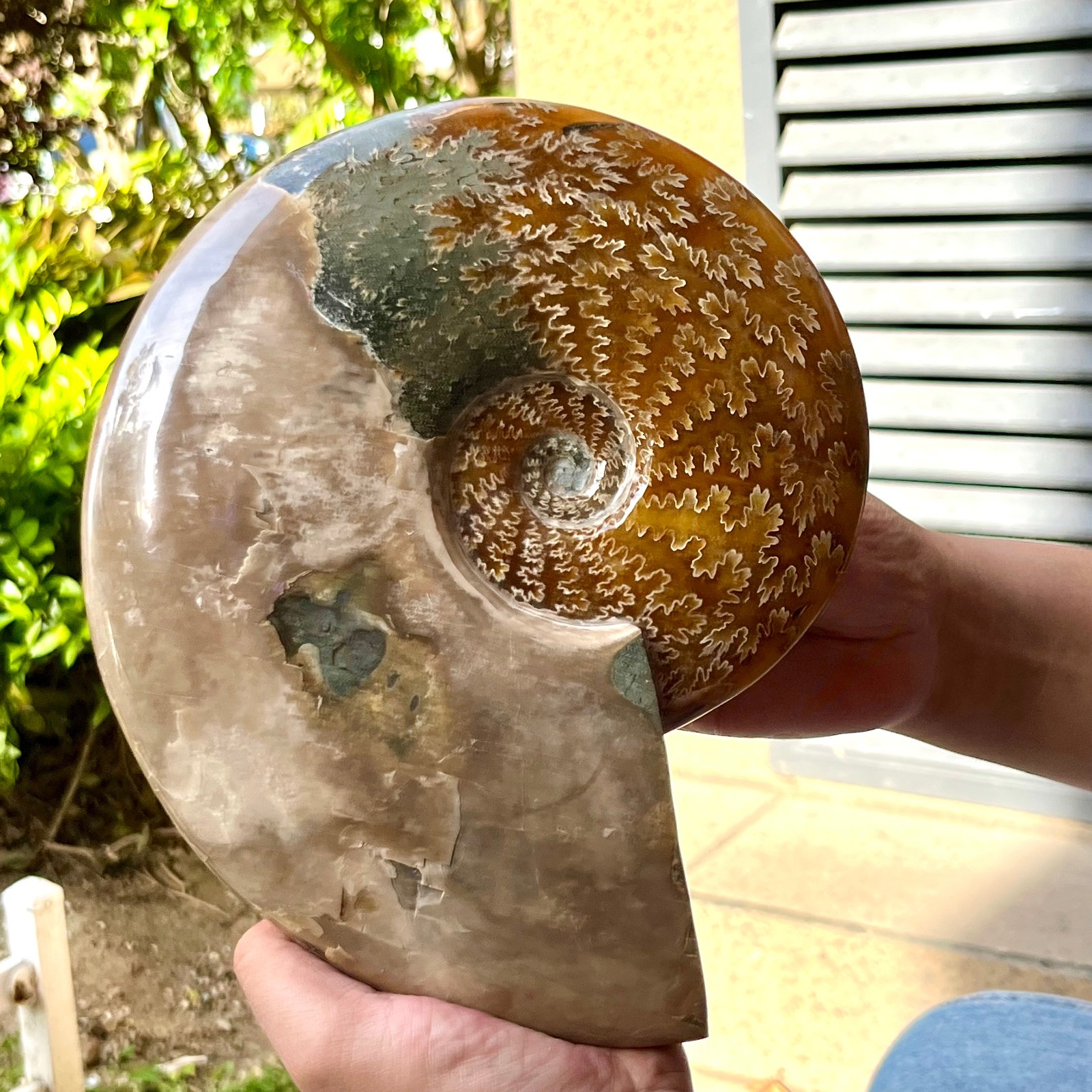 Ammonite Fossil Specimen Polished Spiral Shell Home Decor 6.4 lb