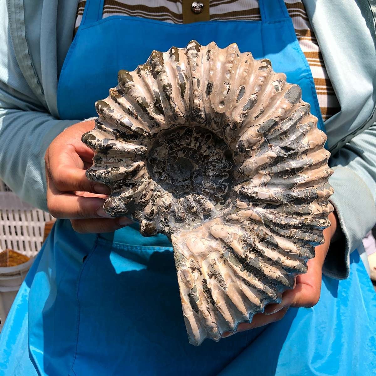 7.12LB Natural Beautiful Ammonite Fossil Conch Crystal Specimen Healing 5403