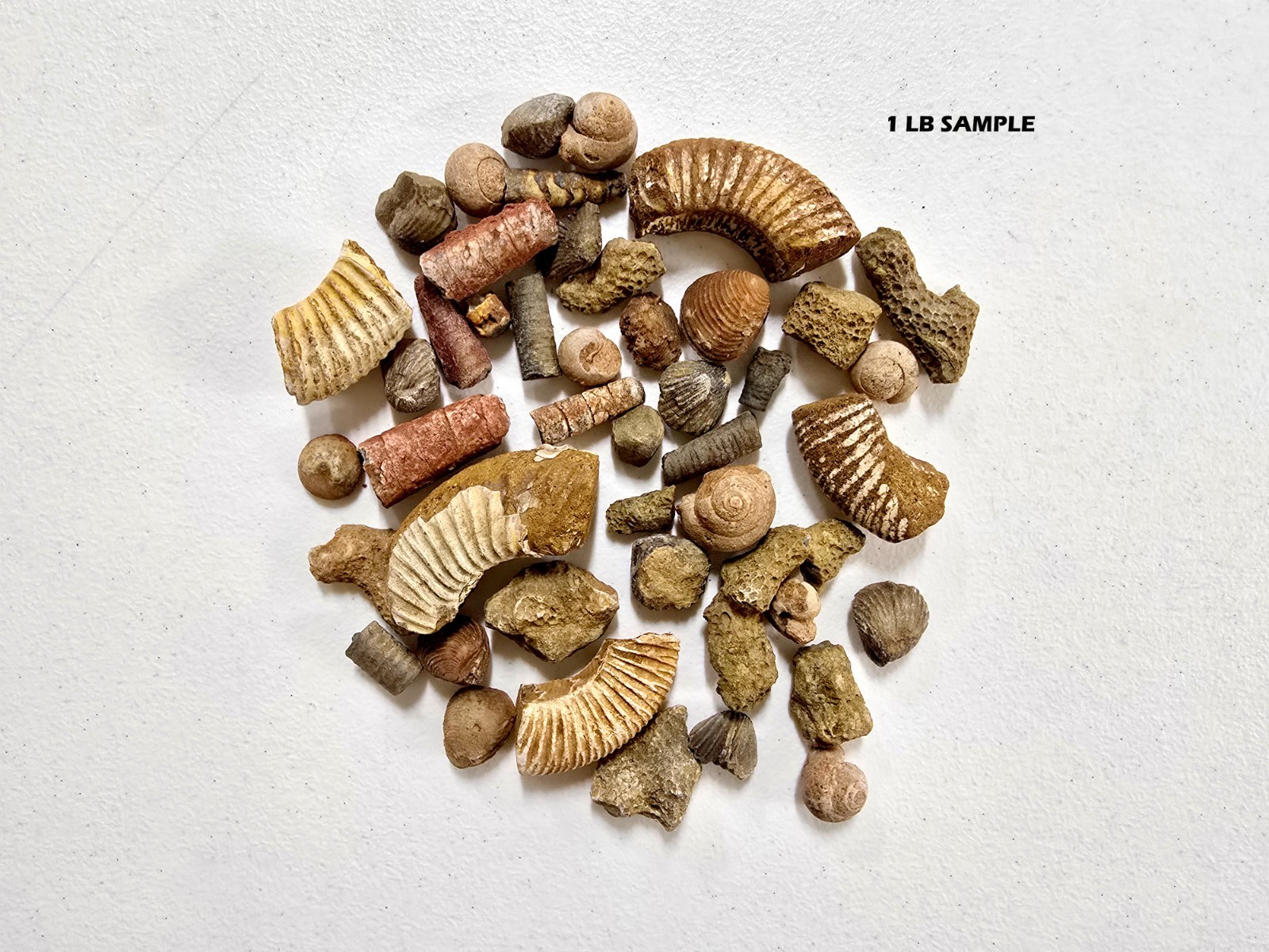 Fossils Mix Bulk Moroccan Assorted Ammonite Brachiopods Gastropods & More