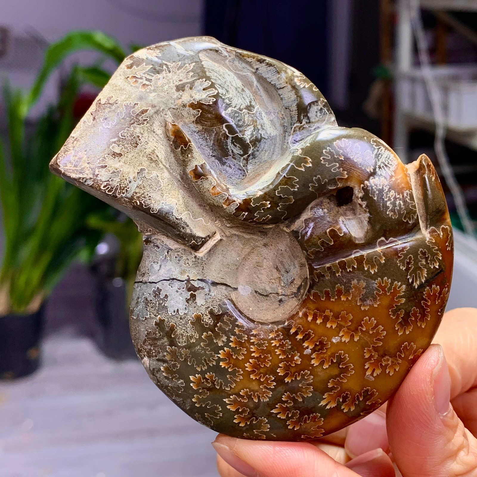180G Rare! Natural tentacle ammonite fossil shell healing Madagascar