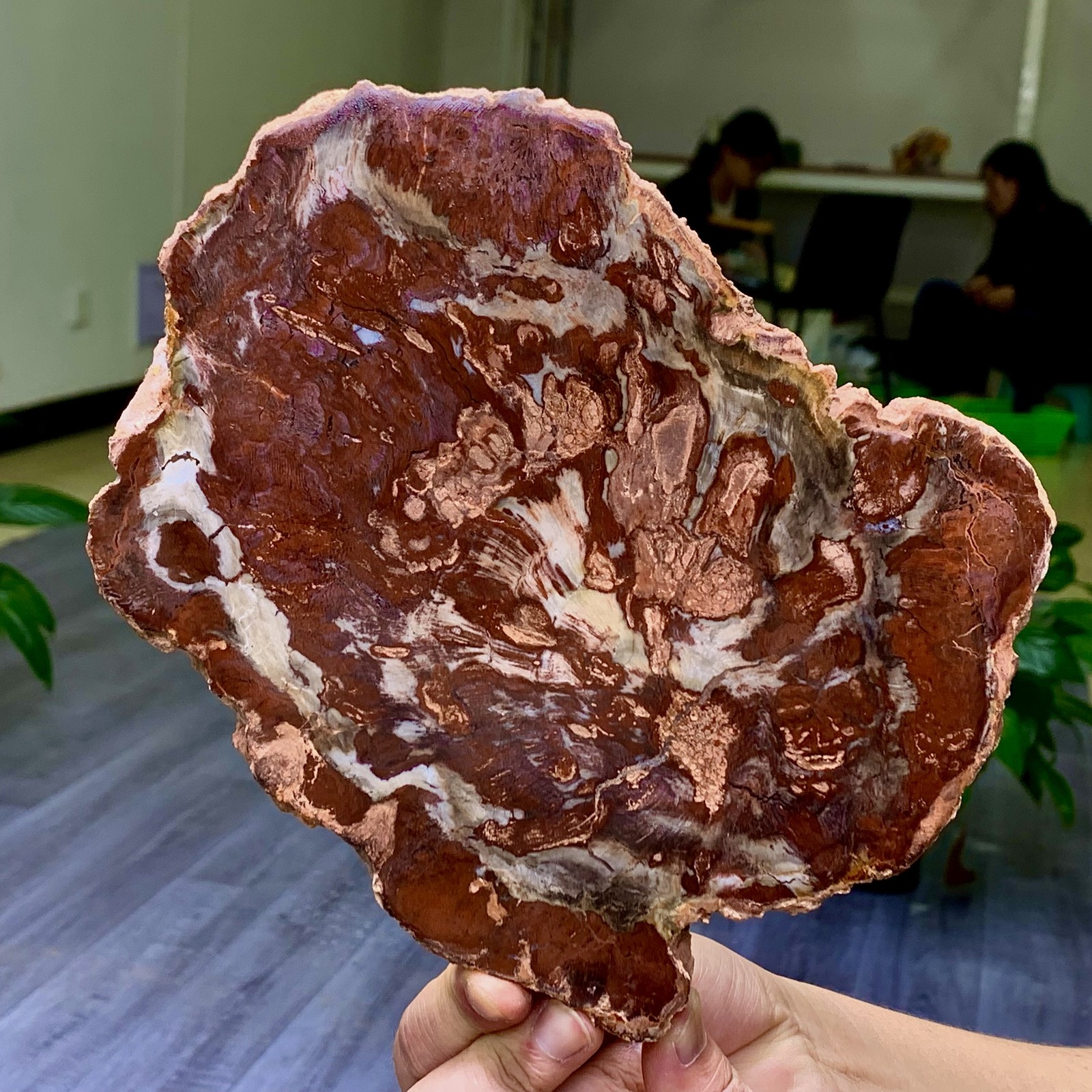 2.13LB Natural Petrified Wood Crystal Fossil Slice Shape Specimen Healing