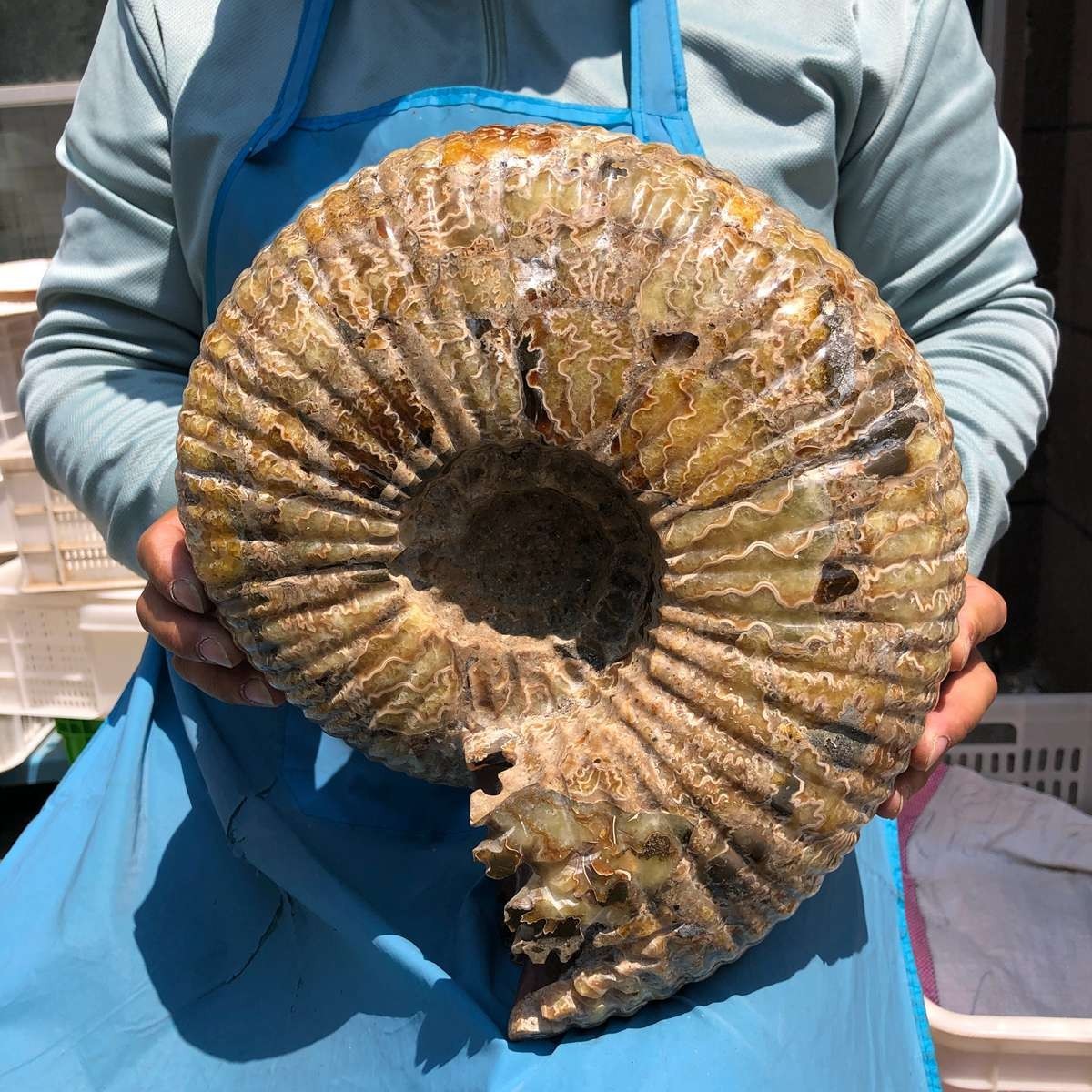 18.74LB Natural Beautiful Ammonite Fossil Conch Crystal Specimen Healing 5400