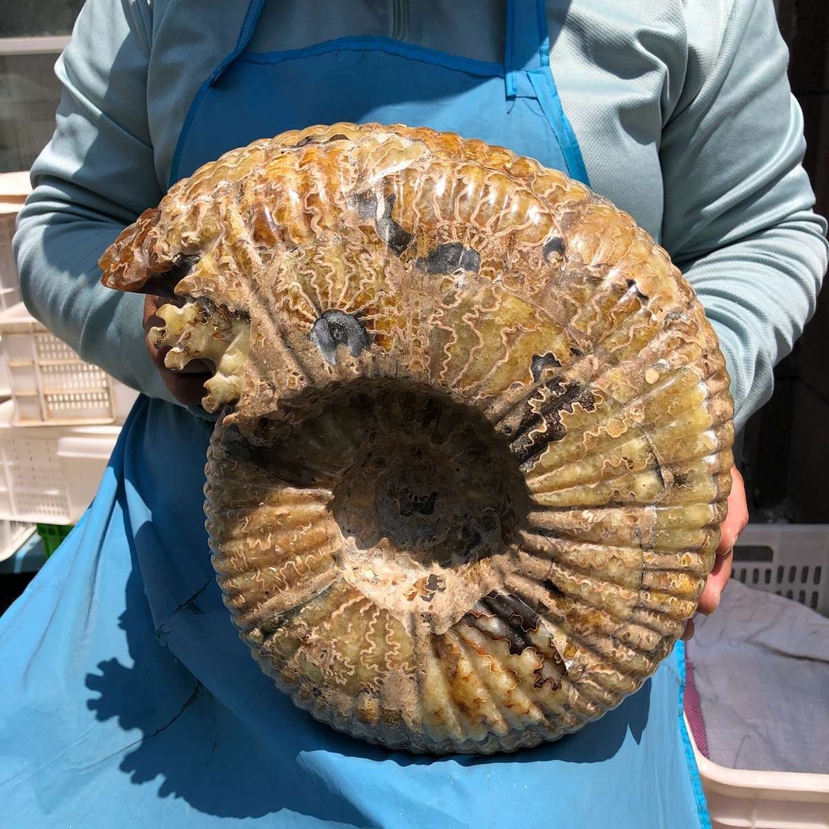 18.74LB Natural Beautiful Ammonite Fossil Conch Crystal Specimen Healing 5400