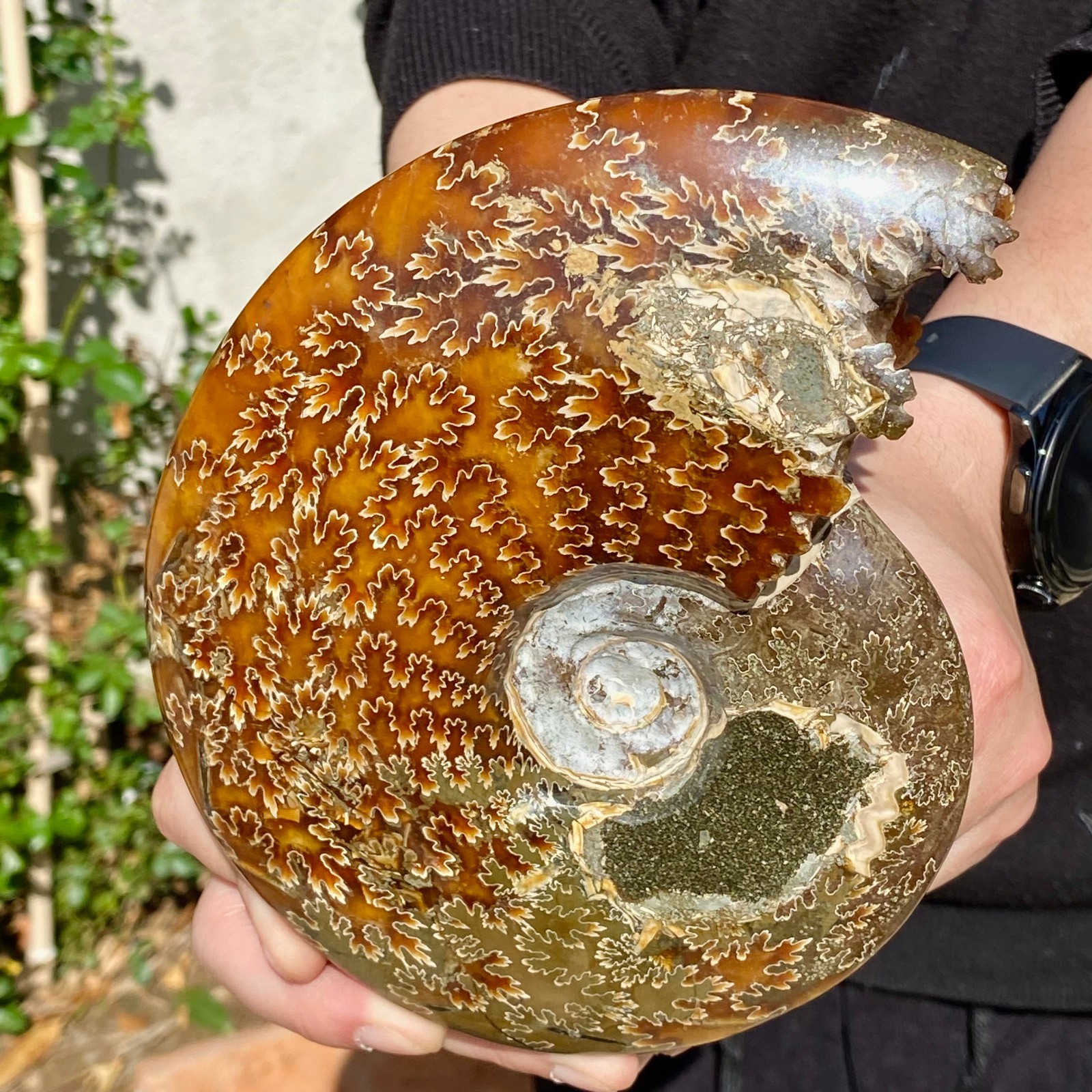 2.51LB Rare natural Natural conch fossil specimens of Madagascar