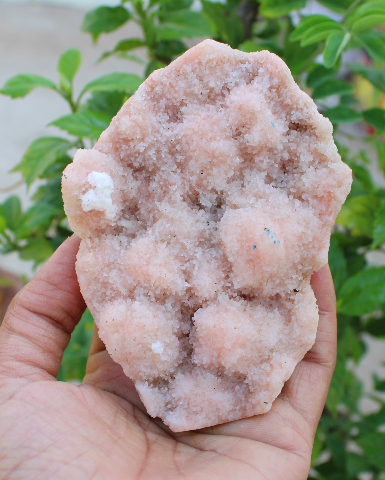 chalcedony coral on matrix minerals specimen #A43